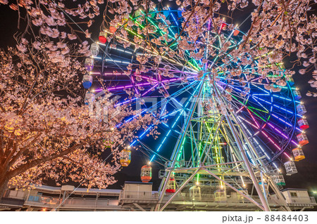 観覧車と桜 ライトアップ イルミネーション 観覧車と桜 ライトアップ イルミネーション 88484403