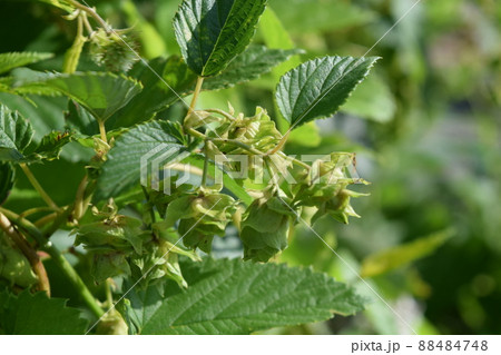 ホップ ホップ 88484748