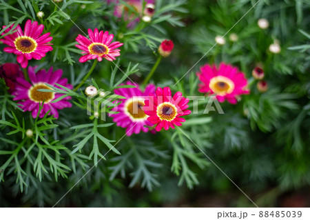 花壇に咲くピンク色のマーガレット 88485039