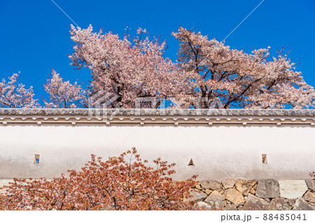 （兵庫県）姫路城・西の丸南　土塀　満開の桜 88485041