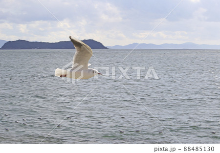 旅を誘うユリカモメ 88485130