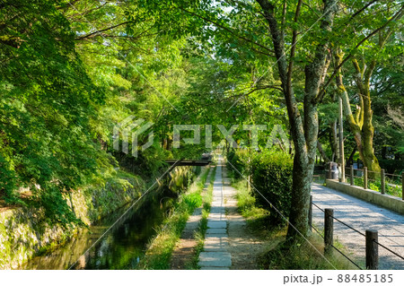 京都市左京区 新緑の哲学の道 88485185