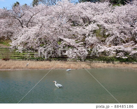 池と桜 池と桜 88485186