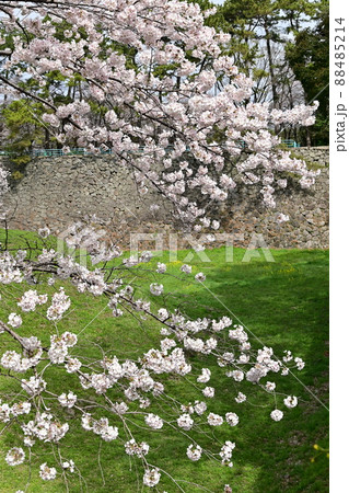 名古屋城の空堀に咲くサクラの花 名古屋城の空堀に咲くサクラの花 88485214