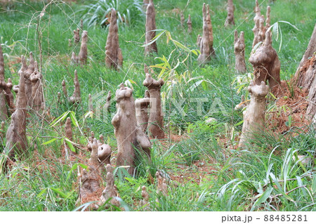 気根 気根 88485281