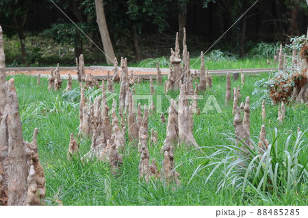 気根 気根 88485285