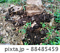 composting from chicken manure. 88485459
