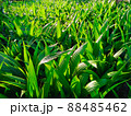coconut plantation. 88485462