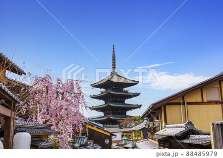 八坂の塔と満開の桜【2022年春　京都】 88485979