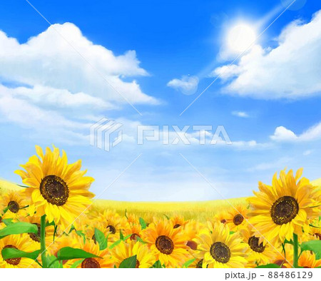 雲のある青空に輝く太陽の下美しいひまわりが咲く爽やかなひまわり畑の初夏フレーム背景素材 88486129