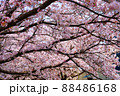 満開の桜の木々をアップで撮影 88486168