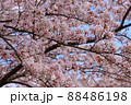 満開の桜をアップで撮影 88486198