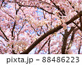 満開の桜をアップで撮影 88486223