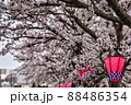 満開の桜道に設置された花見提灯 88486354