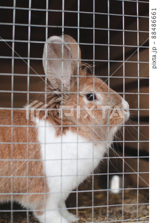 Domestic farm rabbits in cage at animal farms. Livestock food animals in cage. Close up of pet rabbit inside a hutch. Breeding of domestic rabbits. 88486661