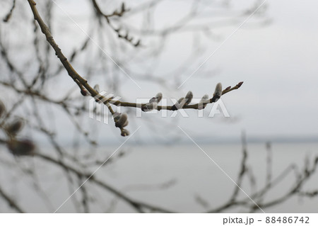 Willow blossom. Branches with catkins against the blue sky. Spring background. Close-up, selective focus Willow blossom. Branches with catkins against the blue sky. Spring background. Close-up, selective focus 88486742