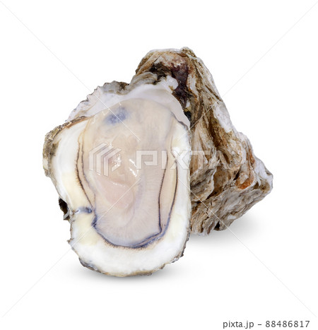 Oyster isolated on white background Oyster isolated on white background 88486817