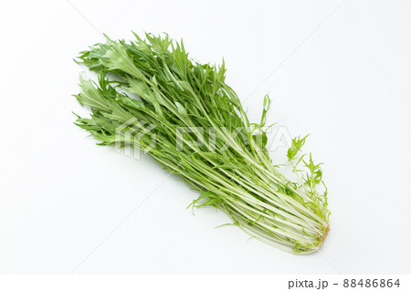 水菜 白バック 水菜 白バック 88486864