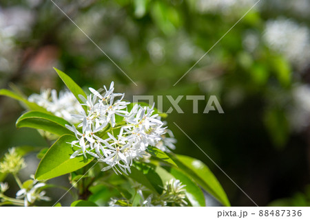 クローズアップで撮影したナンジャモンジャ クローズアップで撮影したナンジャモンジャ 88487336