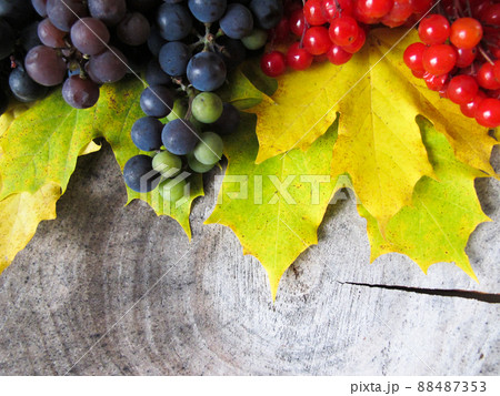 Yellow fallen maple leaves, bunches of black grapes and red berries of viburnum on the stump. Autumn colorful background 88487353