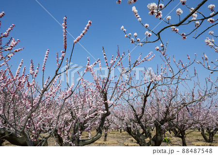 一目10万本のあんずの里 ピンクの花が青空に向かって咲き誇る 一目10万本のあんずの里 ピンクの花が青空に向かって咲き誇る 88487548