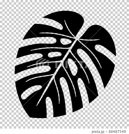 Monstera Illustration_Silhouette Monstera Illustration_Silhouette 88487549