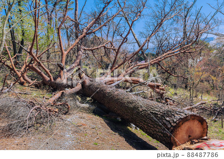 切り倒された赤松の大木の写真素材 [88487786] - PIXTA