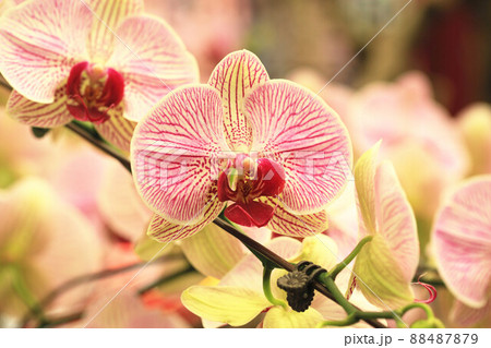花 フラワー お花 88487879