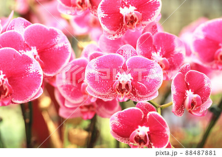 花 フラワー お花 88487881