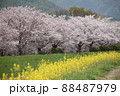 春！桜と菜の花のコラボ 88487979