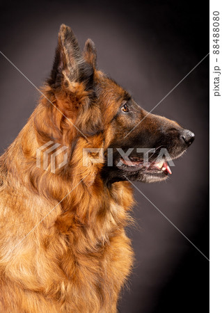 A bright German Shepherd with a long coat sits on a black background 88488080