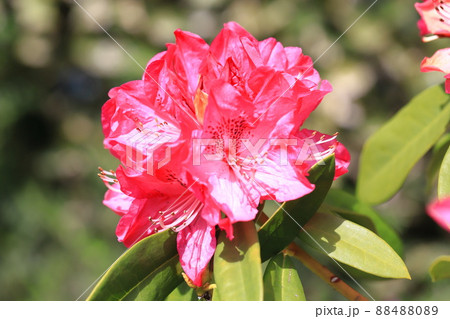 鮮やかなシャクナゲの花   鮮やかなシャクナゲの花   88488089