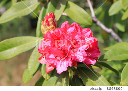 鮮やかなシャクナゲの花   鮮やかなシャクナゲの花   88488094