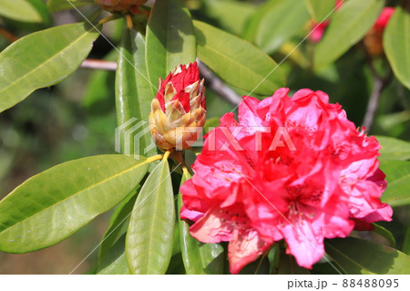 鮮やかなシャクナゲの花   鮮やかなシャクナゲの花   88488095