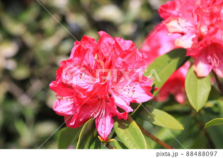 鮮やかなシャクナゲの花   鮮やかなシャクナゲの花   88488097