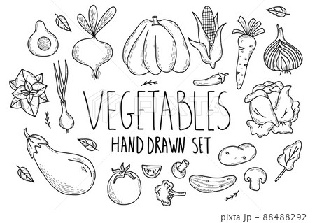 Set of healthy vegetables. Hand-drawn vector drawings - pumpkin and avocado, cucumber and mushrooms, corn and chili, onion and carrot, eggplant and mint. Isolated linear doodles 88488292