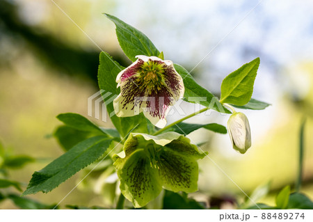 Helleborus orientalis Ballard hybrids Yellow Spotted flower Helleborus orientalis Ballard hybrids Yellow Spotted flower 88489274