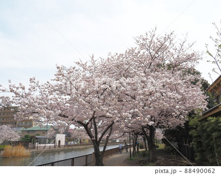 新川千本桜　江戸川区新川 88490062