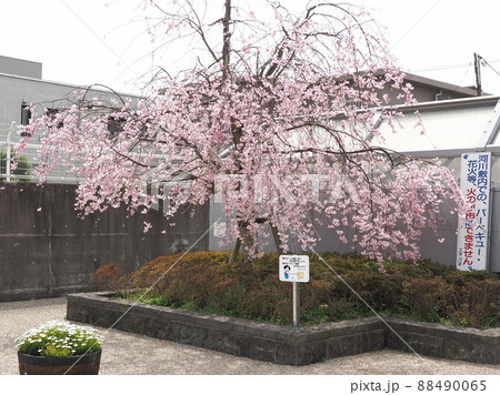 新川千本桜　江戸川区新川 88490065