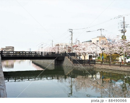 新川千本桜　江戸川区新川 88490066