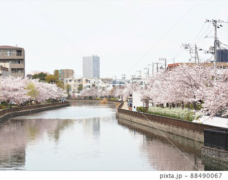 新川千本桜　江戸川区新川 88490067