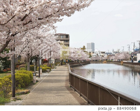 新川千本桜　江戸川区新川 88490068