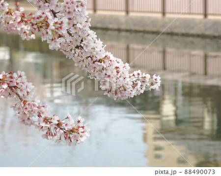 新川千本桜 江戸川区新川 新川千本桜 江戸川区新川 88490073