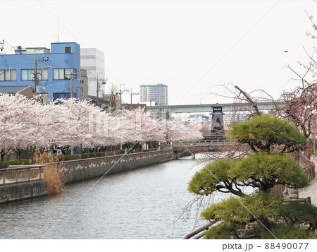 新川千本桜　江戸川区新川 88490077