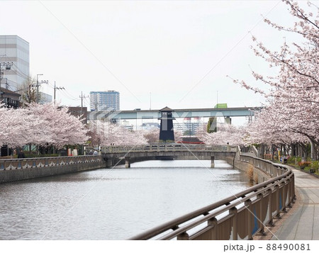 新川千本桜 江戸川区新川 新川千本桜 江戸川区新川 88490081