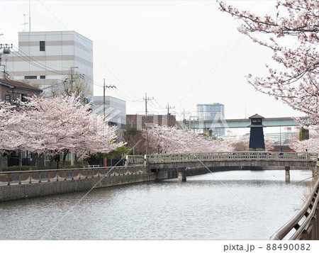 新川千本桜 江戸川区新川 新川千本桜 江戸川区新川 88490082