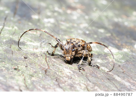 ナガゴマフカミキリ ナガゴマフカミキリ 88490787