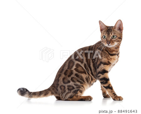 Portrait of a brown bengal cat 88491643