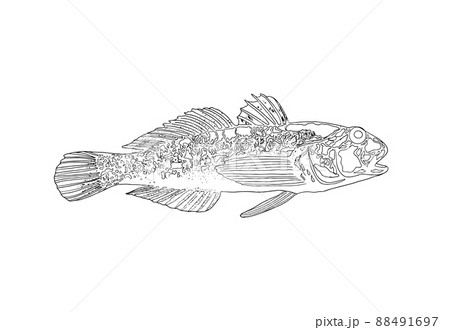 Graphic design. Goby fish. Graphic design. Goby fish. 88491697