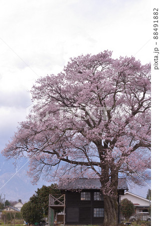 北杜市武川町、一本の大きな桜の木 北杜市武川町、一本の大きな桜の木 88491882